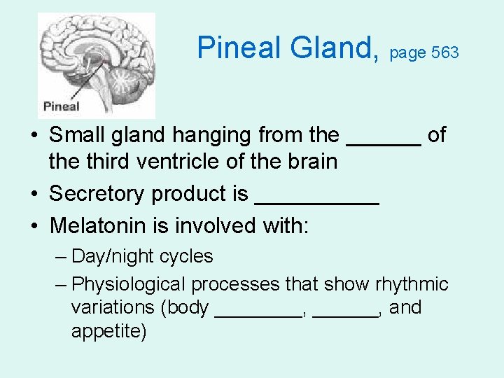 Pineal Gland, page 563 • Small gland hanging from the ______ of the third