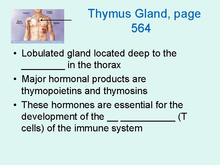 Thymus Gland, page 564 • Lobulated gland located deep to the ____ in the