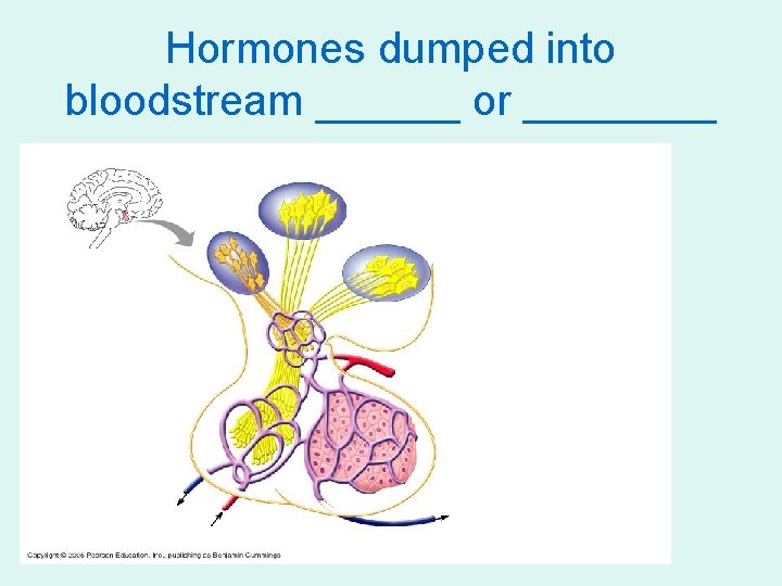 Hormones dumped into bloodstream ______ or ____ 