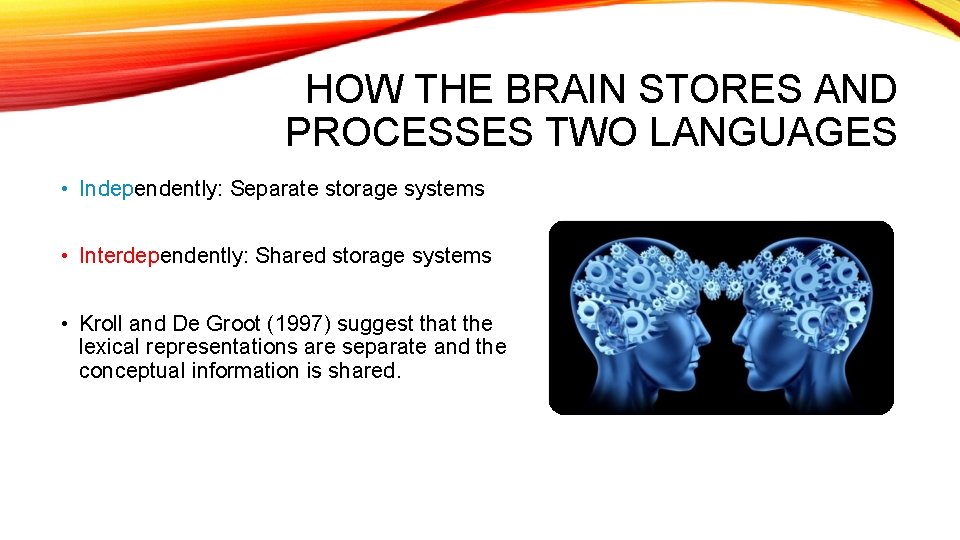 HOW THE BRAIN STORES AND PROCESSES TWO LANGUAGES • Independently: Separate storage systems •