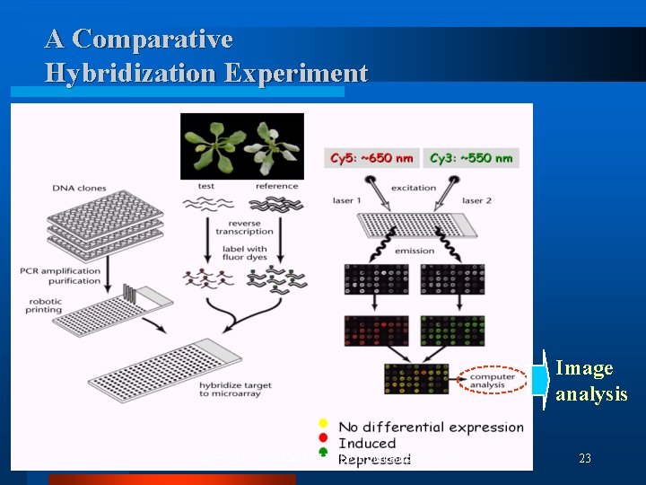 A Comparative Hybridization Experiment Image analysis Copyright (c) 2002 by SNU CSE Biointelligence Lab