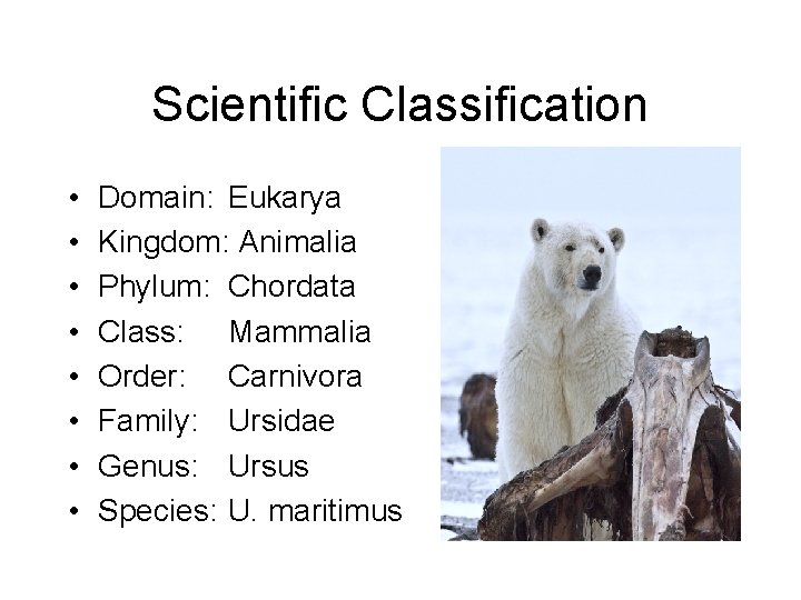 Scientific Classification • • Domain: Eukarya Kingdom: Animalia Phylum: Chordata Class: Mammalia Order: Carnivora