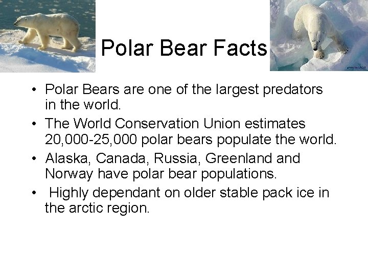 Polar Bear Facts • Polar Bears are one of the largest predators in the