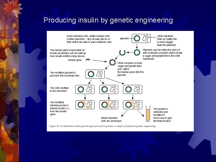 Producing insulin by genetic engineering 