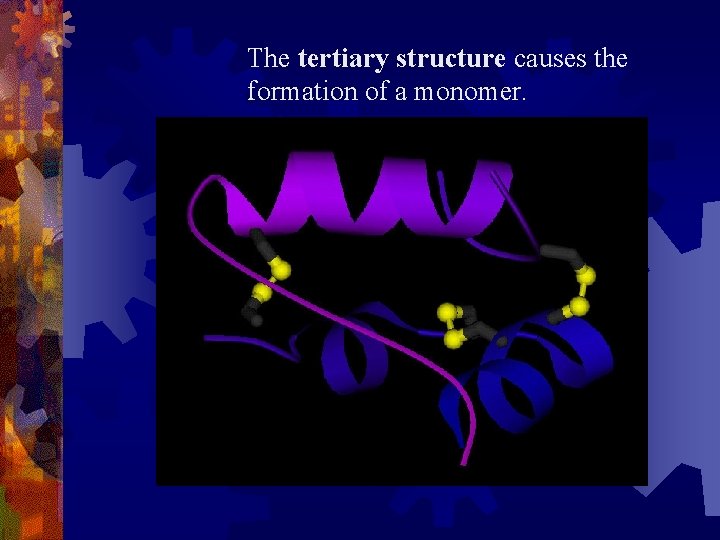 The tertiary structure causes the formation of a monomer. 