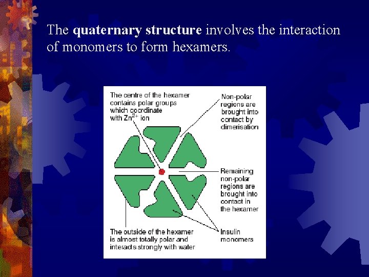 The quaternary structure involves the interaction of monomers to form hexamers. 