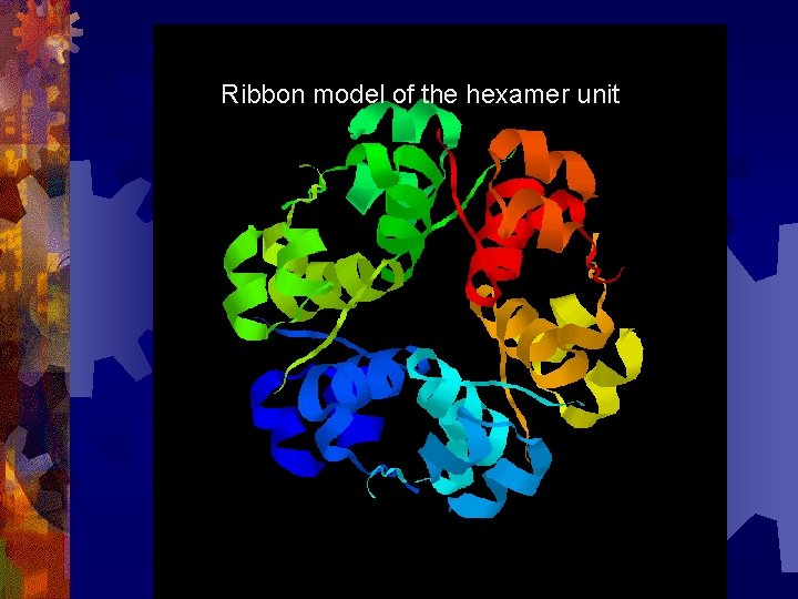 Ribbon model of the hexamer unit 