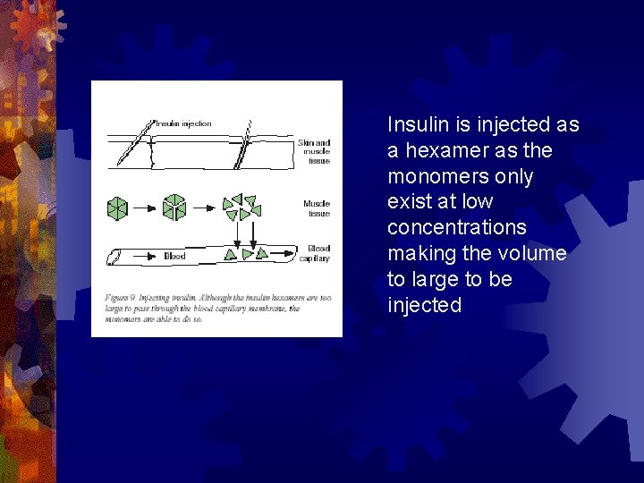  Insulin is injected as a hexamer as the monomers only exist at low