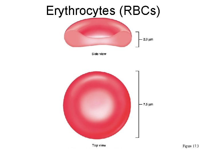 Erythrocytes (RBCs) Figure 17. 3 