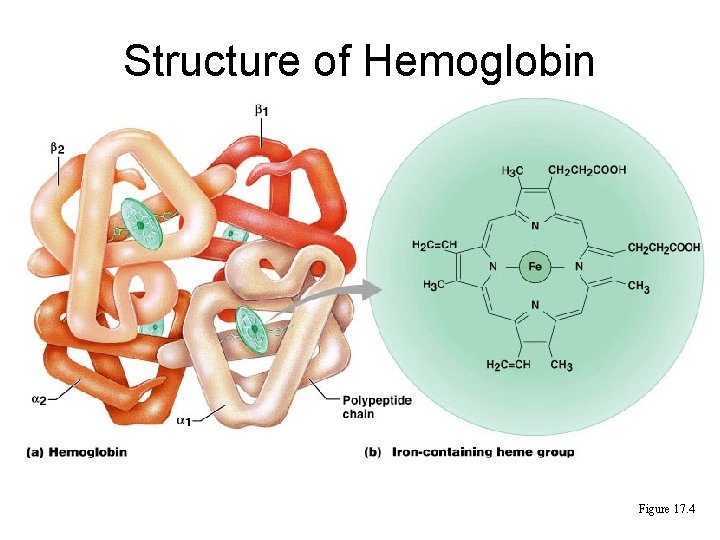 Structure of Hemoglobin Figure 17. 4 