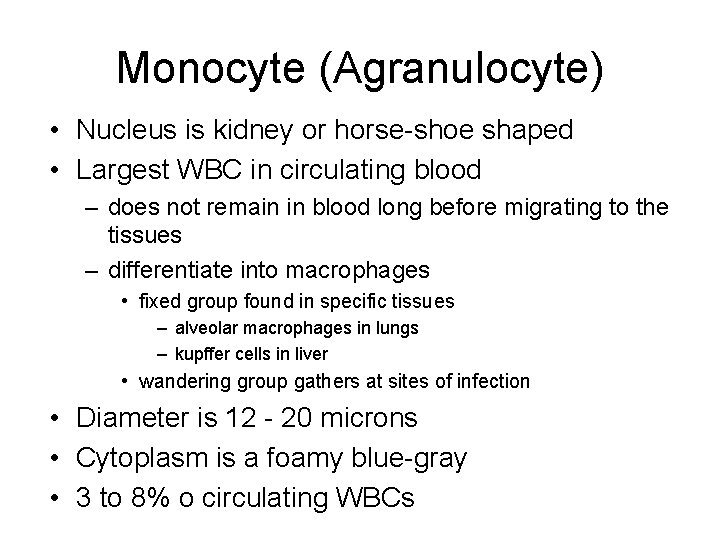 Monocyte (Agranulocyte) • Nucleus is kidney or horse-shoe shaped • Largest WBC in circulating