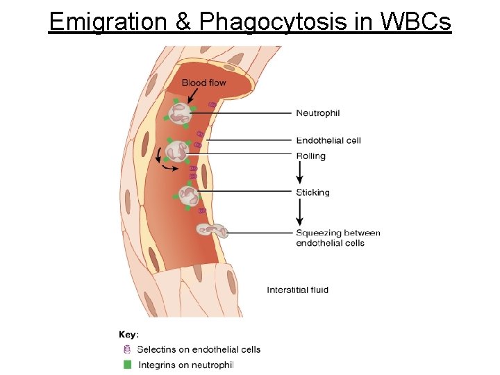 Emigration & Phagocytosis in WBCs 