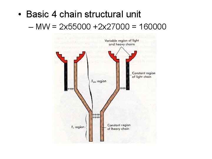  • Basic 4 chain structural unit – MW = 2 x 55000 +2