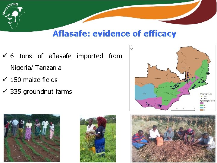 Aflasafe: evidence of efficacy ü 6 tons of aflasafe imported from Nigeria/ Tanzania ü