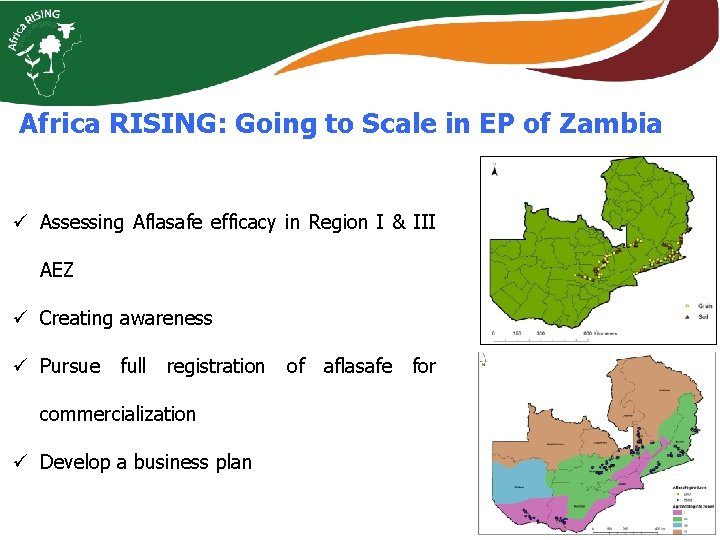 Africa RISING: Going to Scale in EP of Zambia ü Assessing Aflasafe efficacy in