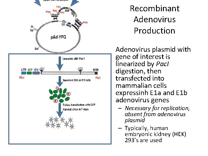 Recombinant Adenovirus Production • Adenovirus plasmid with gene of interest is linearized by Pac.