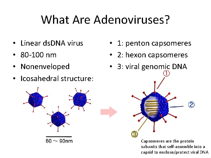 What Are Adenoviruses? • • Linear ds. DNA virus 80 -100 nm Nonenveloped Icosahedral