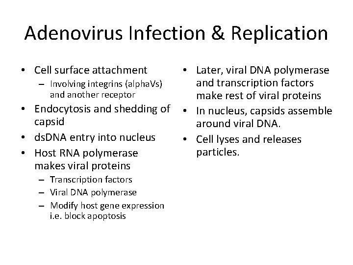 Adenovirus Infection & Replication • Cell surface attachment – Involving integrins (alpha. Vs) and