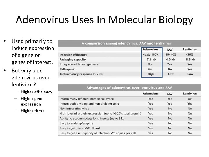 Adenovirus Uses In Molecular Biology • Used primarily to induce expression of a gene