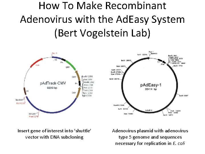 How To Make Recombinant Adenovirus with the Ad. Easy System (Bert Vogelstein Lab) Insert