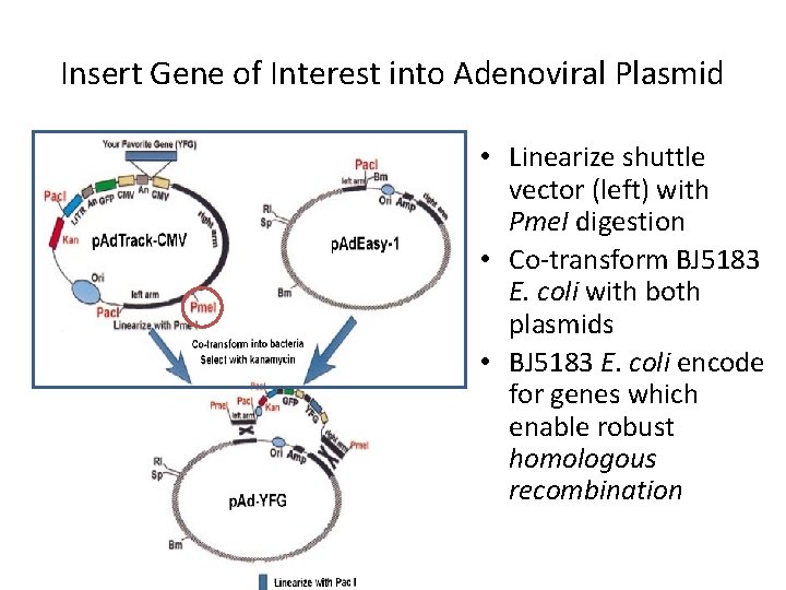 Insert Gene of Interest into Adenoviral Plasmid • Linearize shuttle vector (left) with Pme.