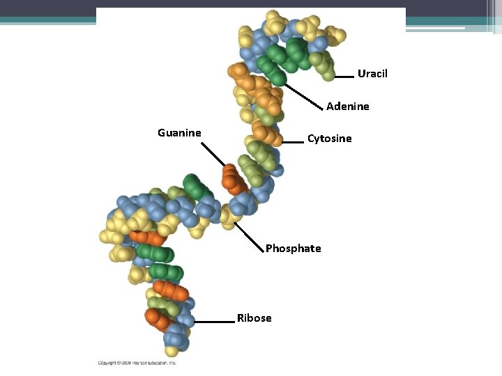 Uracil Adenine Guanine Cytosine Phosphate Ribose 