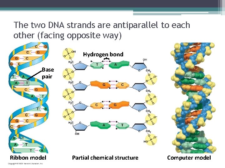 The two DNA strands are antiparallel to each other (facing opposite way) Hydrogen bond