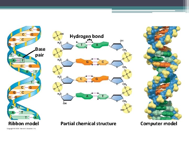 Hydrogen bond Base pair Ribbon model Partial chemical structure Computer model 