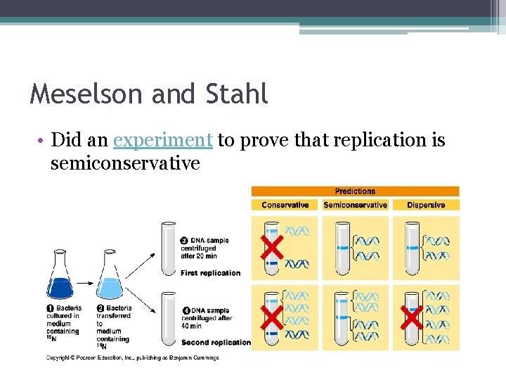 Meselson and Stahl • Did an experiment to prove that replication is semiconservative 