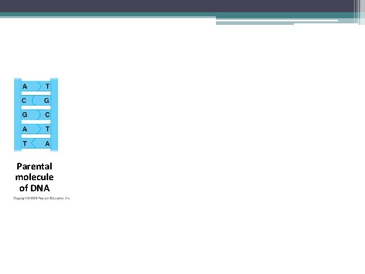 Parental molecule of DNA 