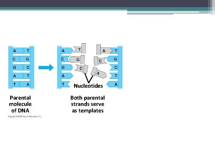 Nucleotides Parental molecule of DNA Both parental strands serve as templates 