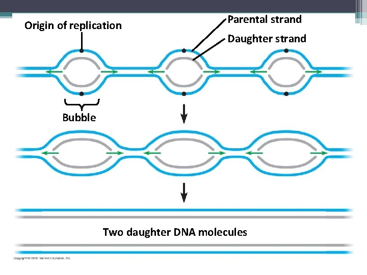 Origin of replication Parental strand Daughter strand Bubble Two daughter DNA molecules 