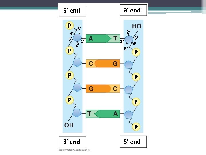 3 end 5 end P 4 3 P 5 2 1 2 3 1