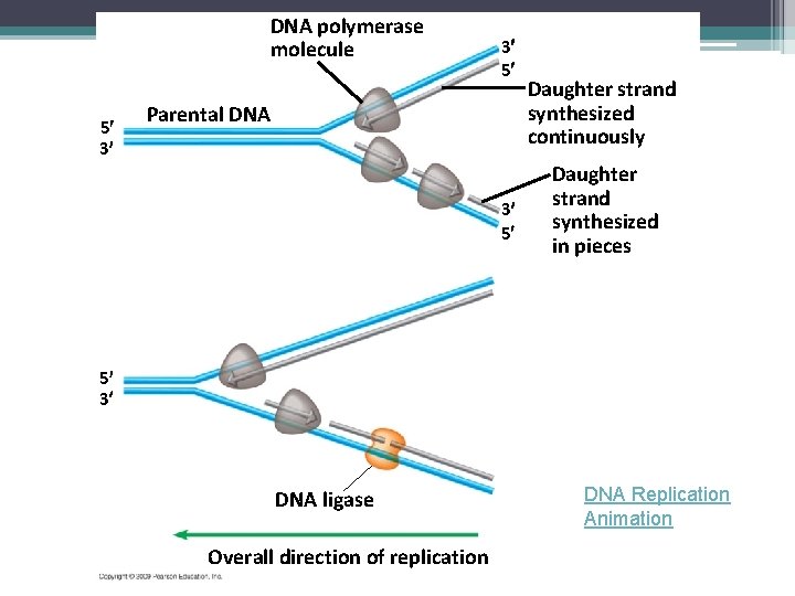 DNA polymerase molecule 5 3 3 5 Parental DNA 3 5 Daughter strand synthesized