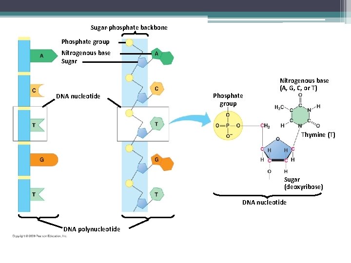 Sugar-phosphate backbone Phosphate group Nitrogenous base Sugar DNA nucleotide Phosphate group Nitrogenous base (A,