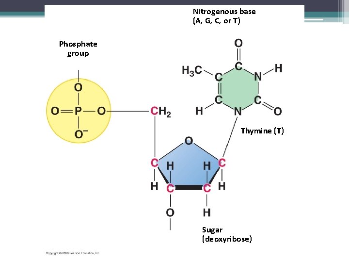 Nitrogenous base (A, G, C, or T) Phosphate group Thymine (T) Sugar (deoxyribose) 