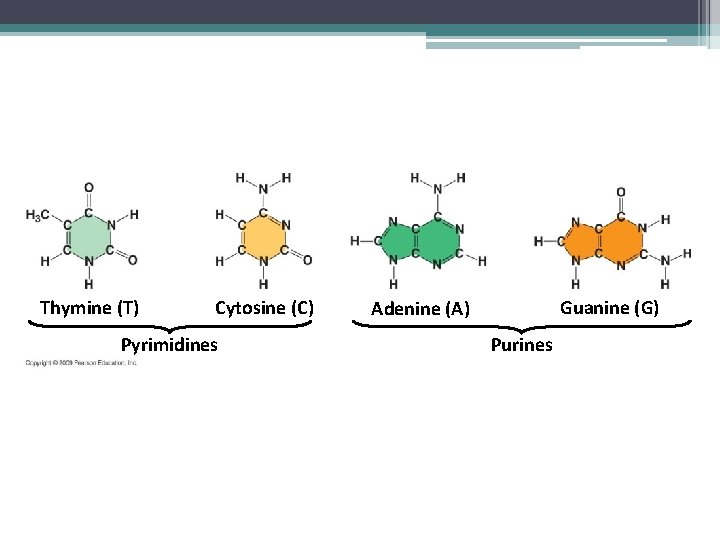 Thymine (T) Cytosine (C) Pyrimidines Guanine (G) Adenine (A) Purines 