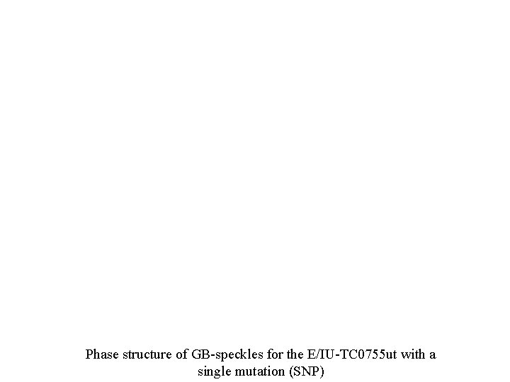 Phase structure of GB-speckles for the E/IU-TC 0755 ut with a single mutation (SNP)