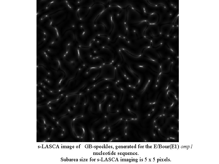 s-LASCA image of GB-speckles, generated for the E/Bour(E 1) omp 1 nucleotide sequence. Subarea