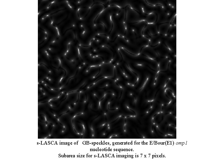 s-LASCA image of GB-speckles, generated for the E/Bour(E 1) omp 1 nucleotide sequence. Subarea