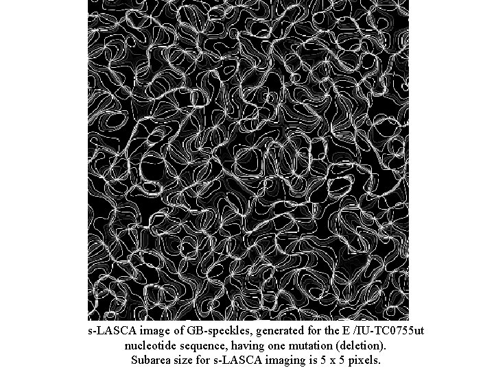 s-LASCA image of GB-speckles, generated for the E /IU-TC 0755 ut nucleotide sequence, having