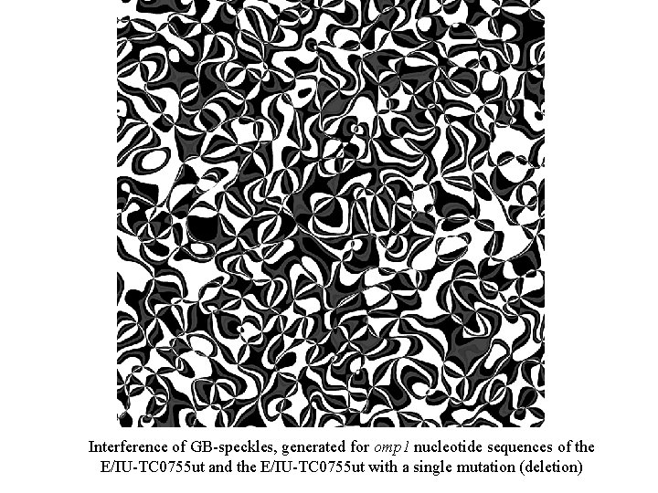 Interference of GB-speckles, generated for omp 1 nucleotide sequences of the E/IU-TC 0755 ut