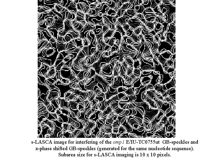 s-LASCA image for interfering of the omp 1 E/IU-TC 0755 ut GB-speckles and π-phase