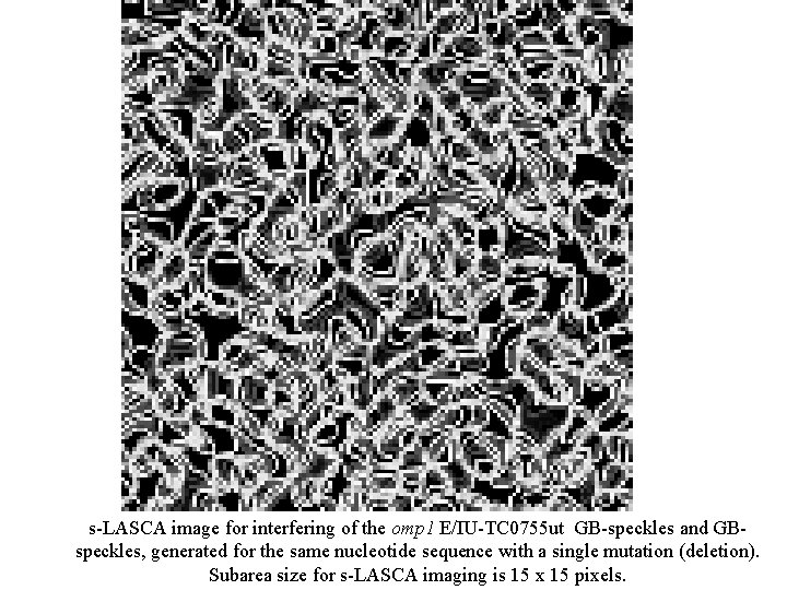 s-LASCA image for interfering of the omp 1 E/IU-TC 0755 ut GB-speckles and GBspeckles,