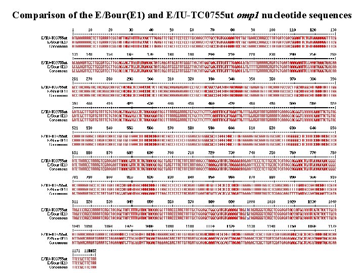 Comparison of the E/Bour(E 1) and E/IU-TC 0755 ut omp 1 nucleotide sequences 