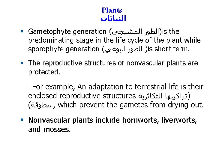Plants ﺍﻟﻨﺒﺎﺗﺎﺕ § Gametophyte generation ( )ﺍﻟﻄﻮﺭ ﺍﻟﻤﺸﻴﺠﻲ is the predominating stage in the