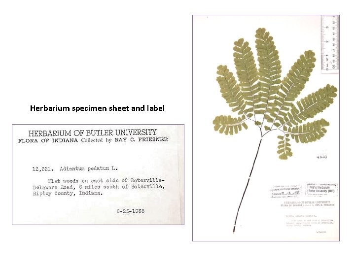 Herbarium specimen sheet and label 