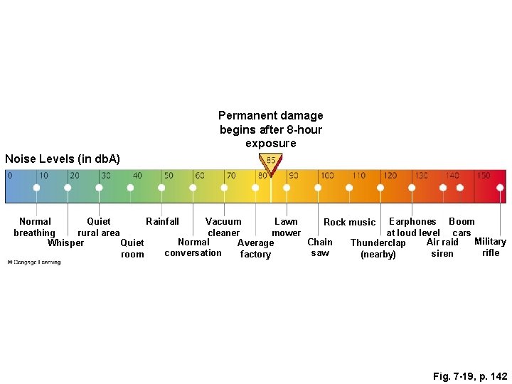 Permanent damage begins after 8 -hour exposure Noise Levels (in db. A) Normal Quiet