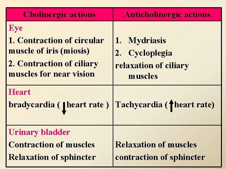 Cholinergic actions Eye 1. Contraction of circular muscle of iris (miosis) 2. Contraction of