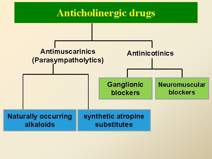 Anticholinergic drugs Antimuscarinics (Parasympatholytics) Antinicotinics Ganglionic blockers Naturally occurring alkaloids synthetic atropine substitutes Neuromuscular